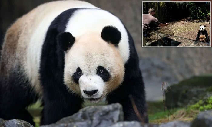 Giant pandas are very difficult to tame and tend to get angry when scared or threatened.