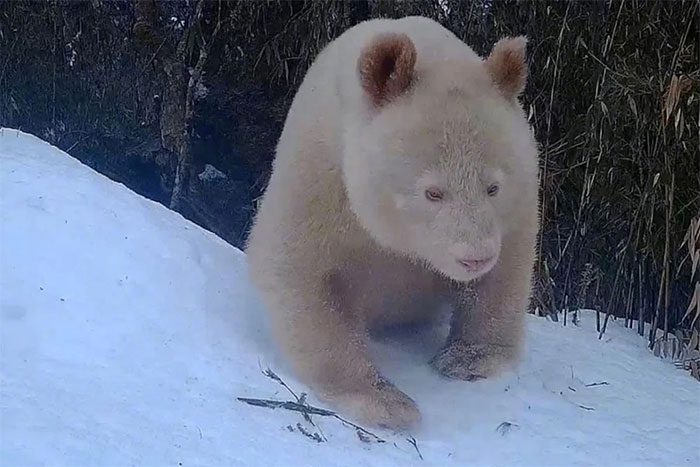 The footage shows the albino panda interacting normally with other pandas.