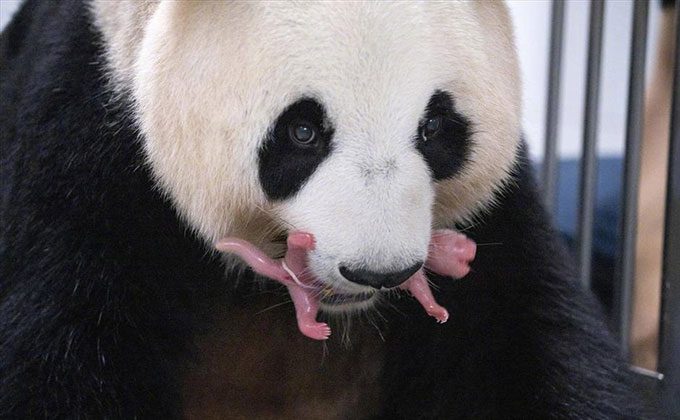 Mother panda Ai Bao with her newborn cub.