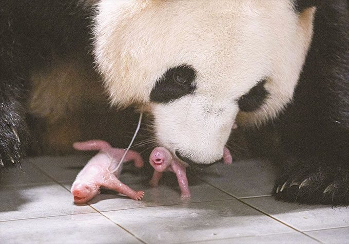 Mother panda Ai Bao and her twin cubs.