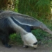 giant anteater myrmecophaga tridactyla 5408