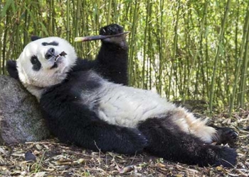 giant bear has a very cute appearance why did people in the past not domesticate it as a pet 127696