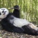 giant bear has a very cute appearance why did people in the past not domesticate it as a pet 127696