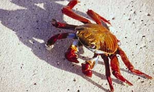 giant ocean crab invades europe 6003