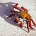 giant ocean crab invades europe 6003