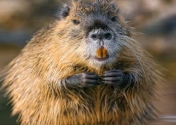 giant rat attack 9kg threatens us 126997