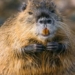 giant rat attack 9kg threatens us 126997
