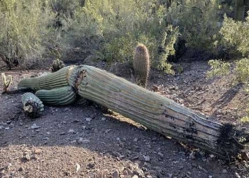 giant snake falls in record heat in america 128939