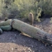 giant snake falls in record heat in america 128939