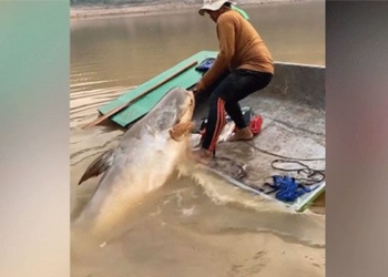 giant snakehead fish 135kg aboard boat 127084