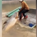 giant snakehead fish 135kg aboard boat 127084