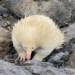 giant white snails appear in australia 127349
