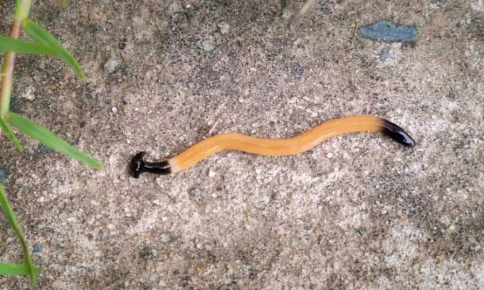 Hammerhead worms can transform into multiple new individuals when cut.