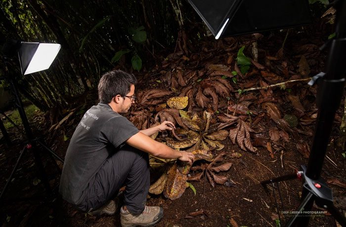 Entomologist Torres states that this worm can grow up to a maximum length of about 2.1m.