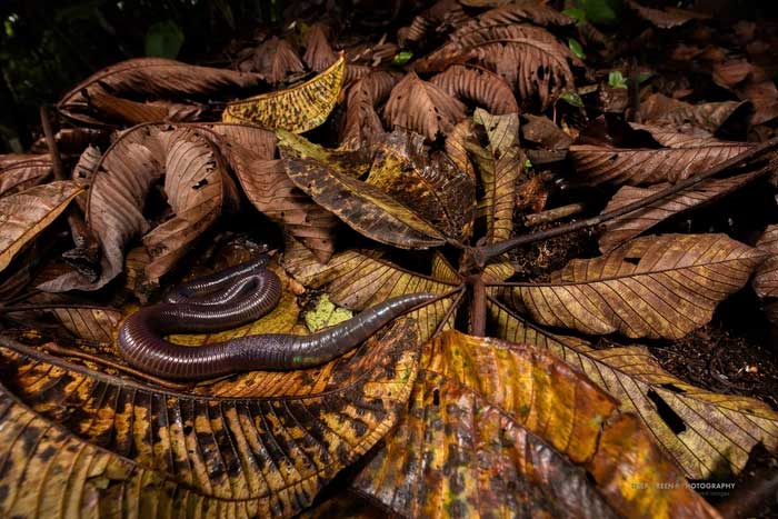 The role of the giant worm in the decomposition of organic matter is also very important.