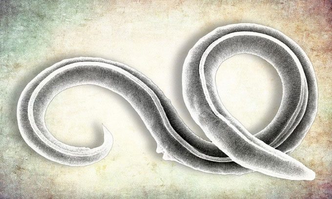 Ancient roundworm revived from permafrost in Siberia.