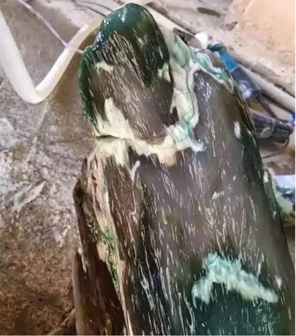 After being cleaned and cut, the log revealed a jade-like green color.