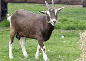 goat