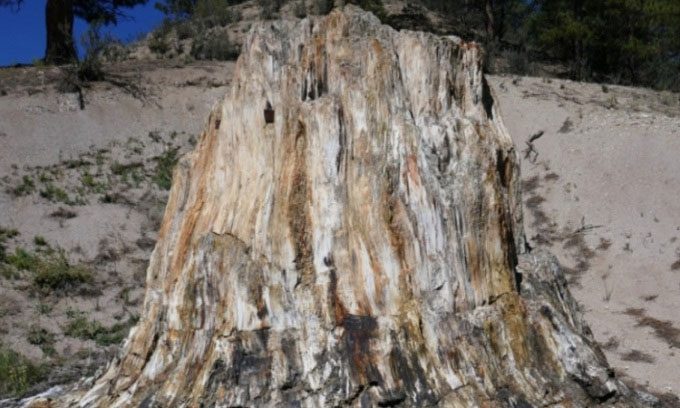 A fossilized tree stump from ancient times.