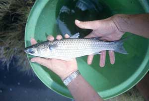 Mullet Farming