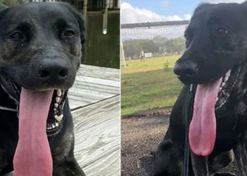 guinness records discover the worlds longest tongue dog 127981