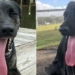 guinness records discover the worlds longest tongue dog 127981
