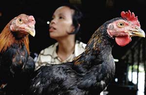 h5n1 indonesia