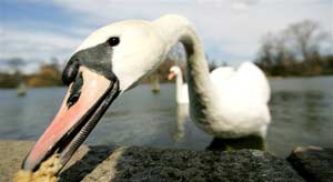 Migratory birds play a significant role in the spread of avian viruses worldwide