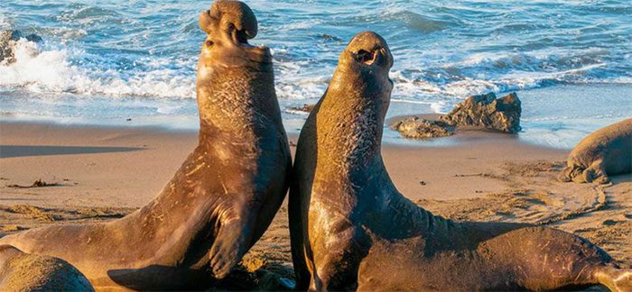 Elephant Seal