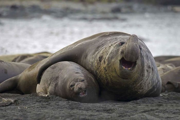 Females also tend to prefer larger males.