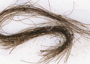 hair 3000 years reveals a truth about ancient europeans 126937