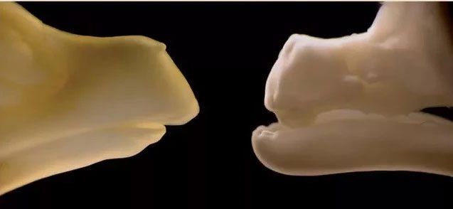 Ordinary chicken on the left and Talpid2 chicken on the right. The mutant jaw reveals emerging teeth.