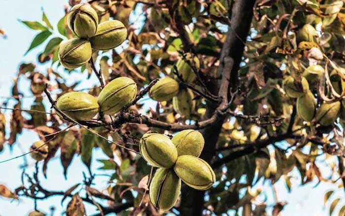 Avoid eating pecan nuts if you have a history of nut allergies.