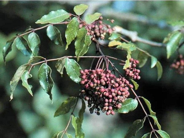Scientists discover many bioactive compounds with antifungal properties in the Mac Khen plant.