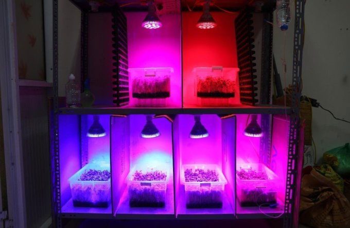 Smart lighting system with different wavelengths for each type of vegetable.