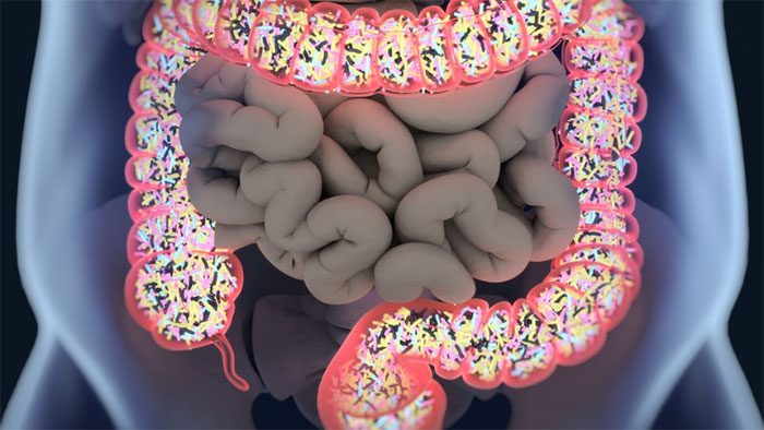 Gut Microbiome