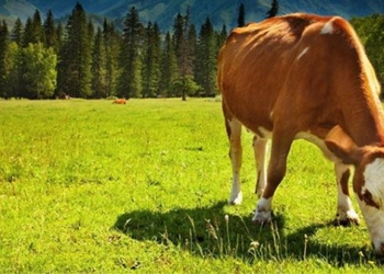 healthy teeth strong digesting foods of chewing animals 127508