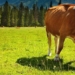 healthy teeth strong digesting foods of chewing animals 127508