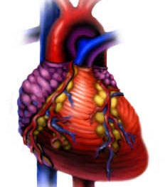 heart 1