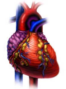 Heart Model