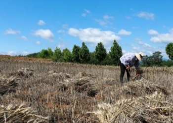 heat in china causes pigs and fish to die in large numbers 127876