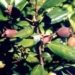 herbal medicine from sim tree 5509