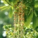 herbal medicine from wild plants 5537