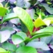 herbal medicine treats common diseases in children 5833