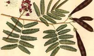 herbal toothache remedies 5975