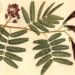 herbal toothache remedies 5975
