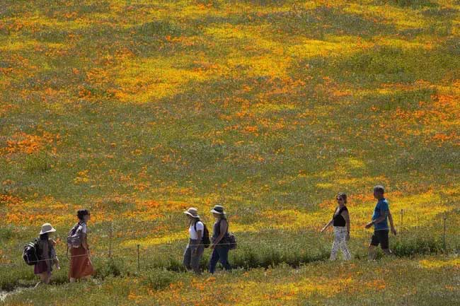 Strong storms sweep through and create a spectacular "super bloom" in the U.S.