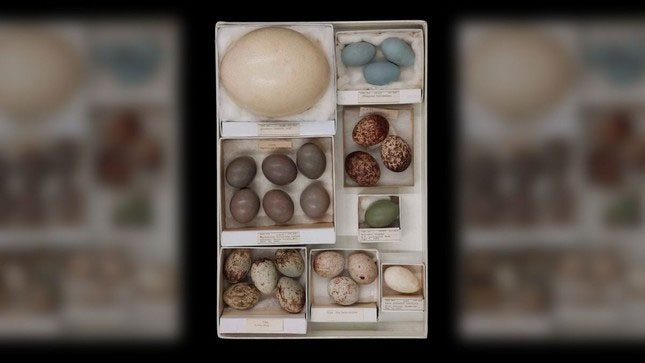 Eggs can be more round or more pointed, depending on the bird species.