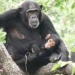 hiv origin from wild animals 5788
