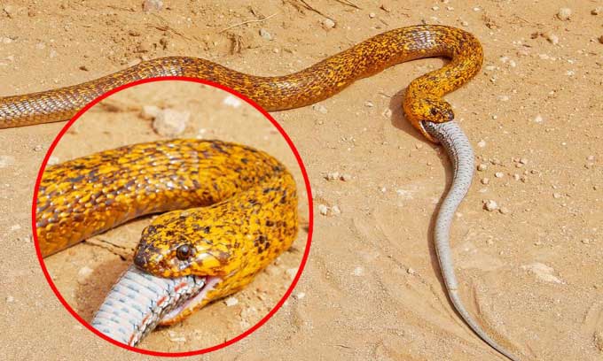 Southern Cobra swallowing its prey in minutes.